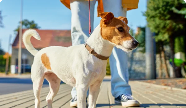 dog walker